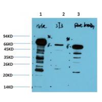 Ubiquitin Mouse Monoclonal Antibody5F1