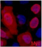 Myc-Tag Monoclonal Antibody(3E8)