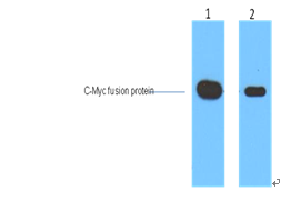 Myc-Tag Monoclonal Antibody(3E8)