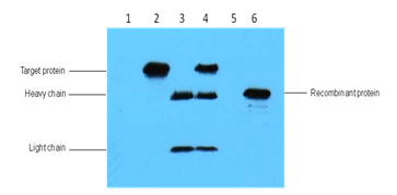 Myc-Tag Monoclonal Antibody(3E8)