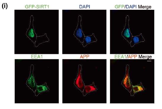 GFP-Tag Monoclonal Antibody(Mix)