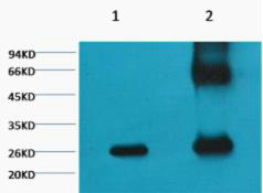 GFP-Tag Monoclonal Antibody(Mix)