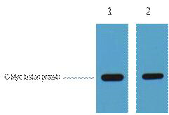 Myc-Tag Polyclonal Antibody