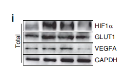 GAPDH Polyclonal Antibody