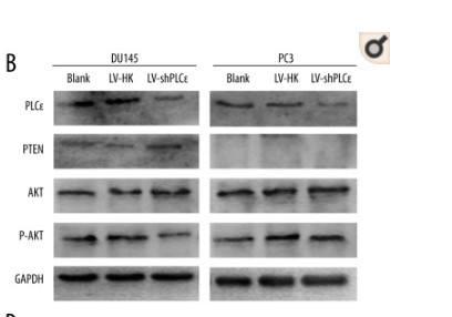 GAPDH Polyclonal Antibody