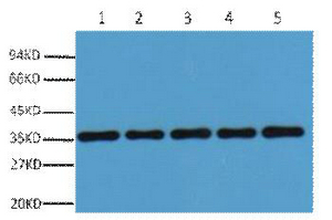 GAPDH Polyclonal Antibody