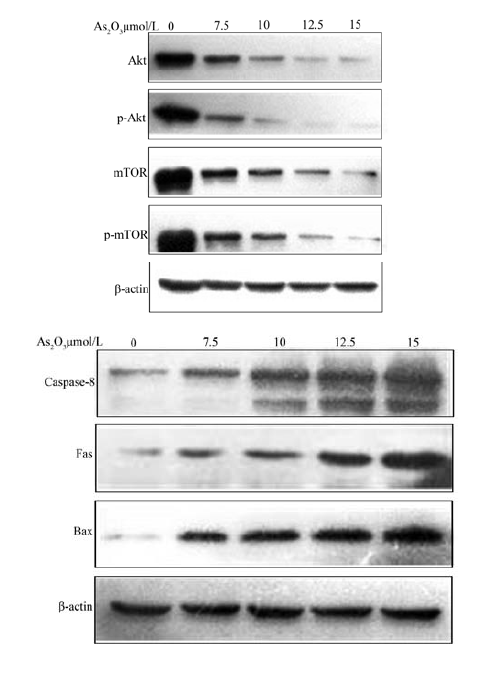 Caspase-8 Polyclonal Antibody