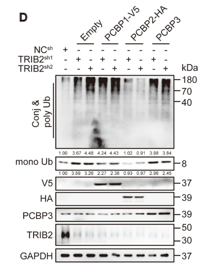 V5-Tag Monoclonal Antibody(3C8)