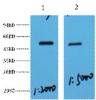 MeCP2 Polyclonal Antibody
