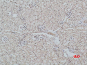 Mas1 Polyclonal Antibody