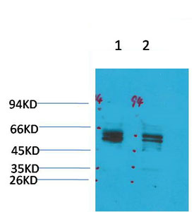 Kv11.1 Polyclonal Antibody
