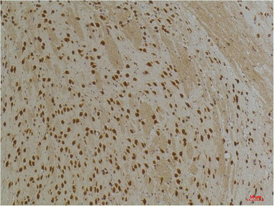 Kv10.1 Polyclonal Antibody