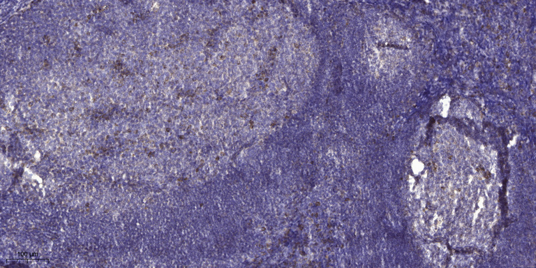 Kininogen 1 Rabbit Polyclonal Antibody