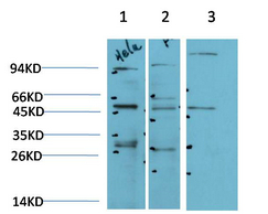 JNK2 Rabbit Polyclonal Antibody