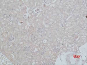 HSC 70 Polyclonal Antibody