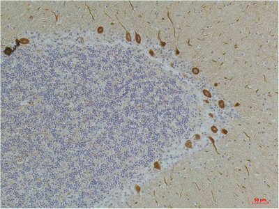 Ghrelin Receptor Polyclonal Antibody