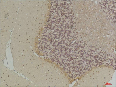 GABA Transporter 1 Polyclonal Antibody