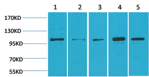 ERK 5 Polyclonal Antibody