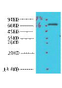 COX1 Polyclonal Antibody