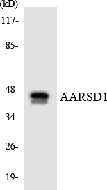AARSD1 Polyclonal Antibody