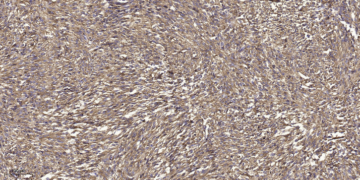 DIAP2 Polyclonal Antibody