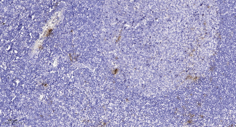 SC6A4 Polyclonal Antibody