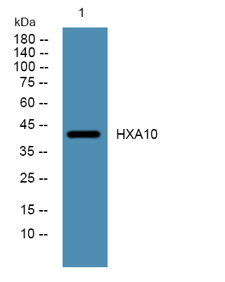 HXA10 Polyclonal Antibody