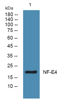 NF-E4 Polyclonal Antibody