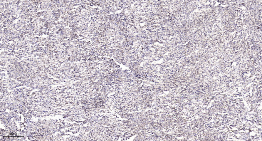 Ku-80  Polyclonal Antibody