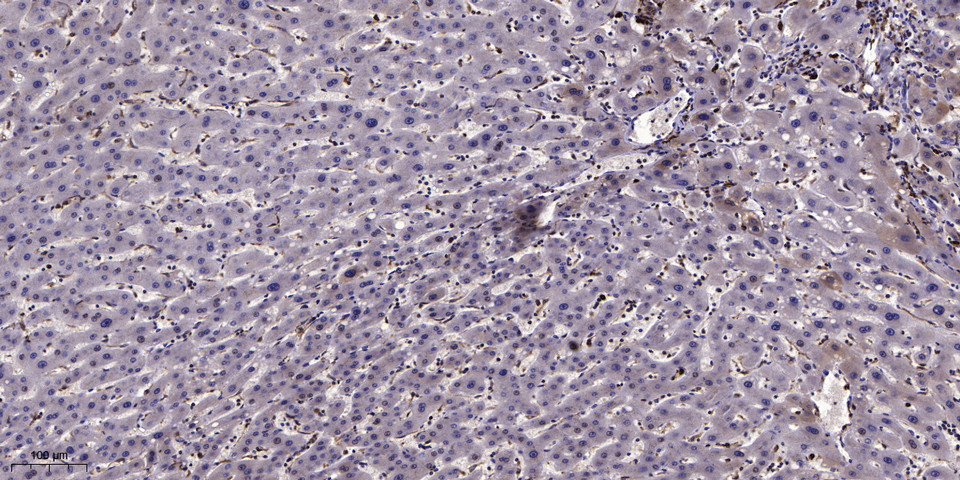 Glypican-2 Polyclonal Antibody