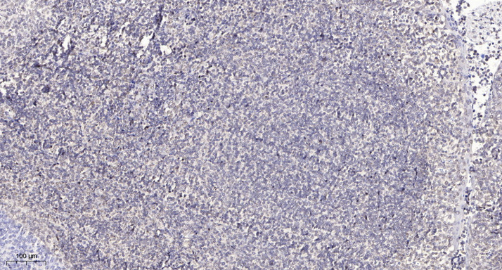 Cyclin T2 Polyclonal Antibody