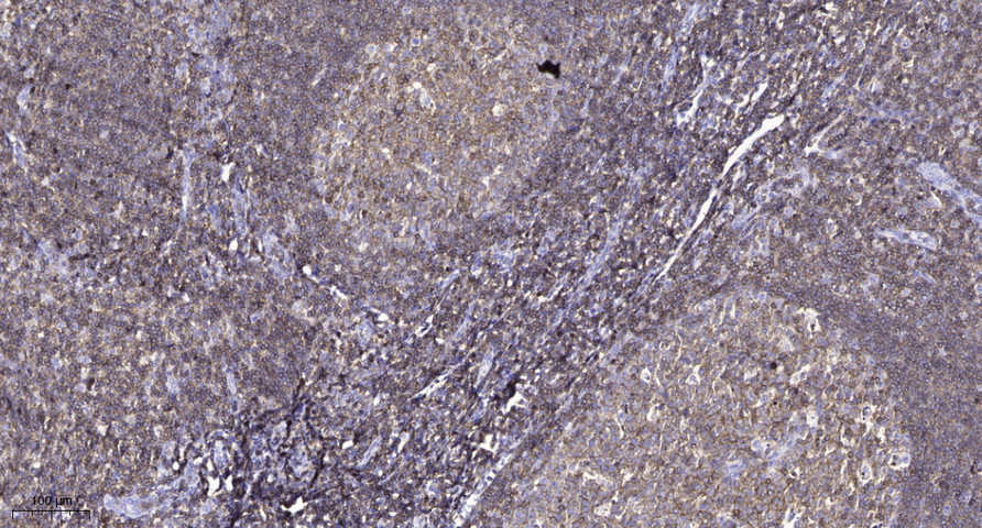 CPO Polyclonal Antibody