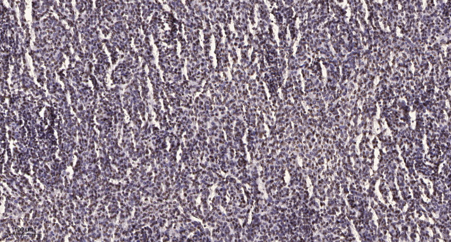 TCEAL7 Polyclonal Antibody