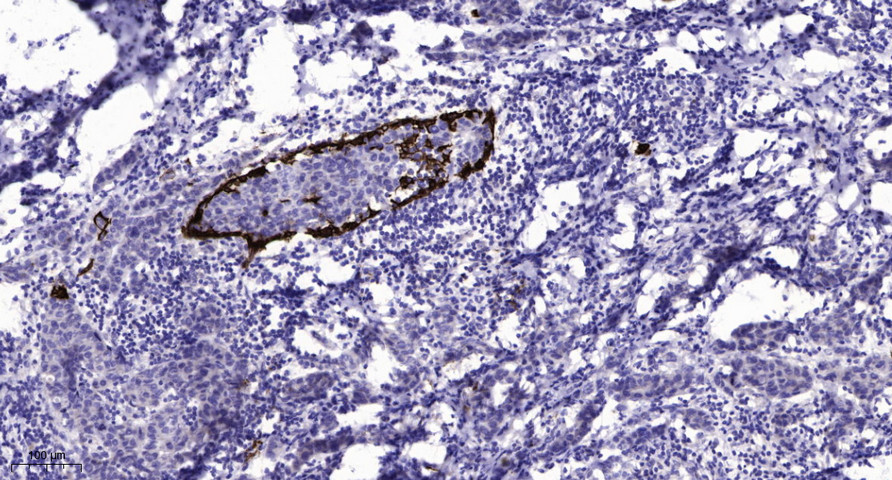 GNG13 Polyclonal Antibody