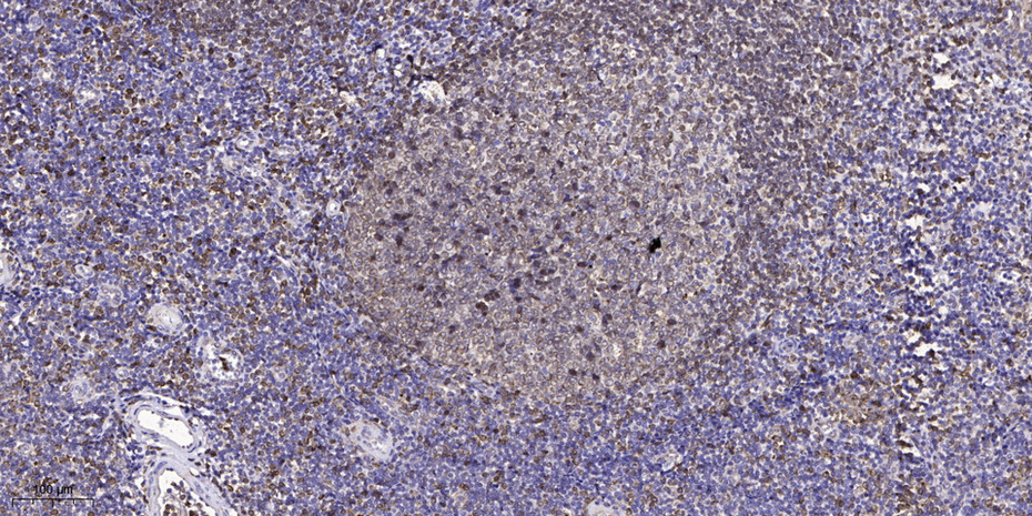GNG8 Polyclonal Antibody