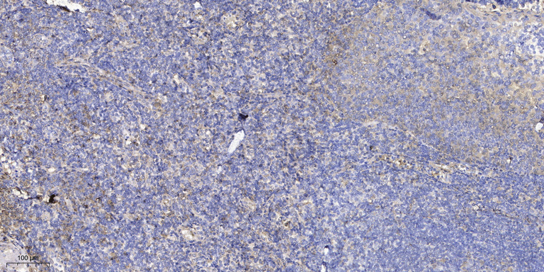 WIT1 Polyclonal Antibody