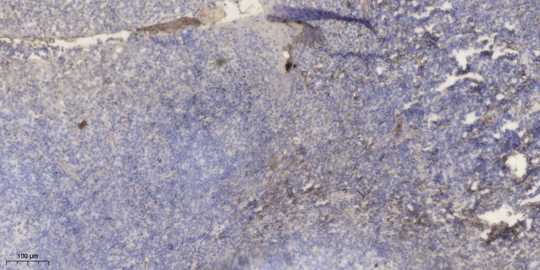 APOC1 Polyclonal Antibody