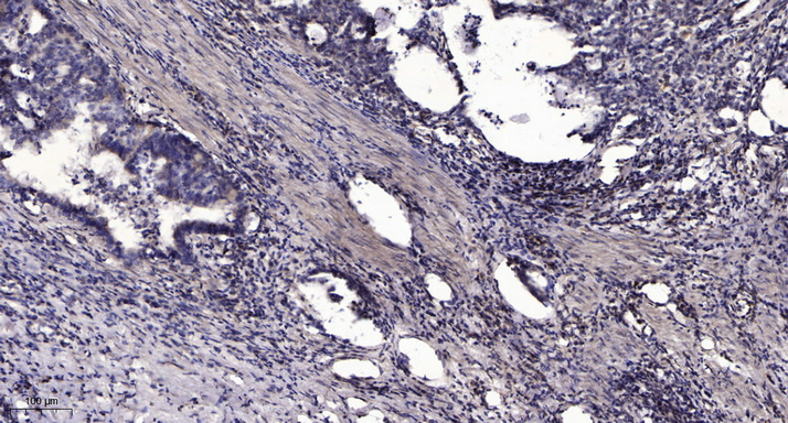 COX7B Polyclonal Antibody