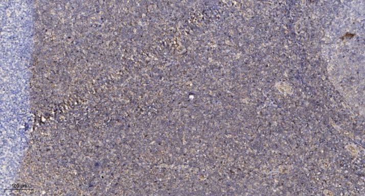 COX82 Polyclonal Antibody