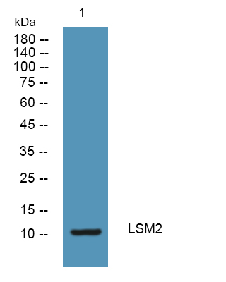 LSM2 Polyclonal Antibody