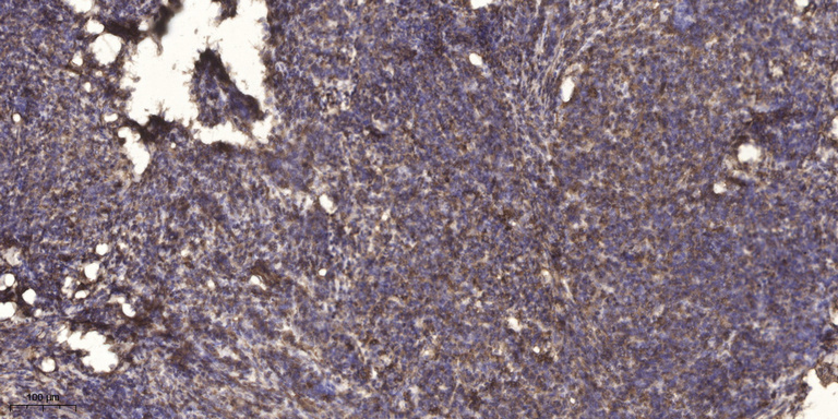 MT-ATP8 Polyclonal Antibody