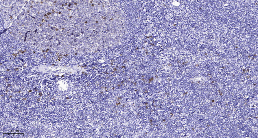 S100G Polyclonal Antibody