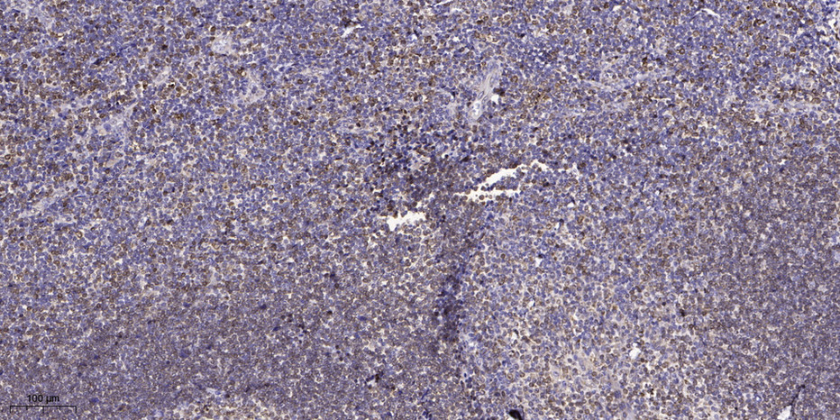 GNG2 Polyclonal Antibody