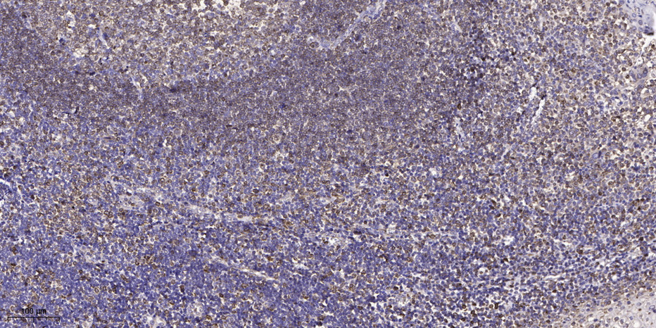 GNG4 Polyclonal Antibody