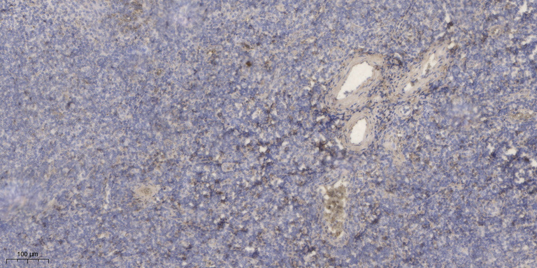 Resistin Polyclonal Antibody