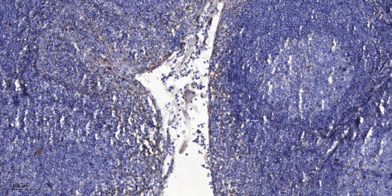 Prokineticin-1  Polyclonal Antibody