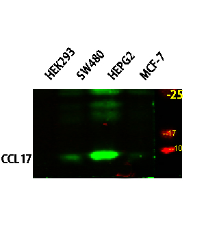 CCL17 Polyclonal Antibody