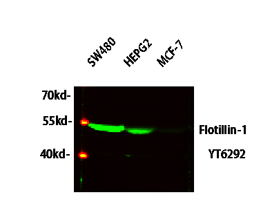 Flotillin-1 Polyclonal Antibody