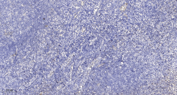Secretin Polyclonal Antibody