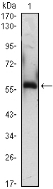 A1BG Monoclonal Antibody
